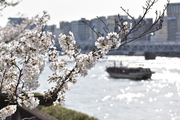 桜越しに見える屋形船と隅田川